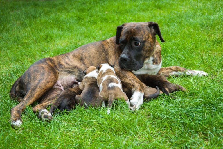 Mammite chez le chien : questions réponses