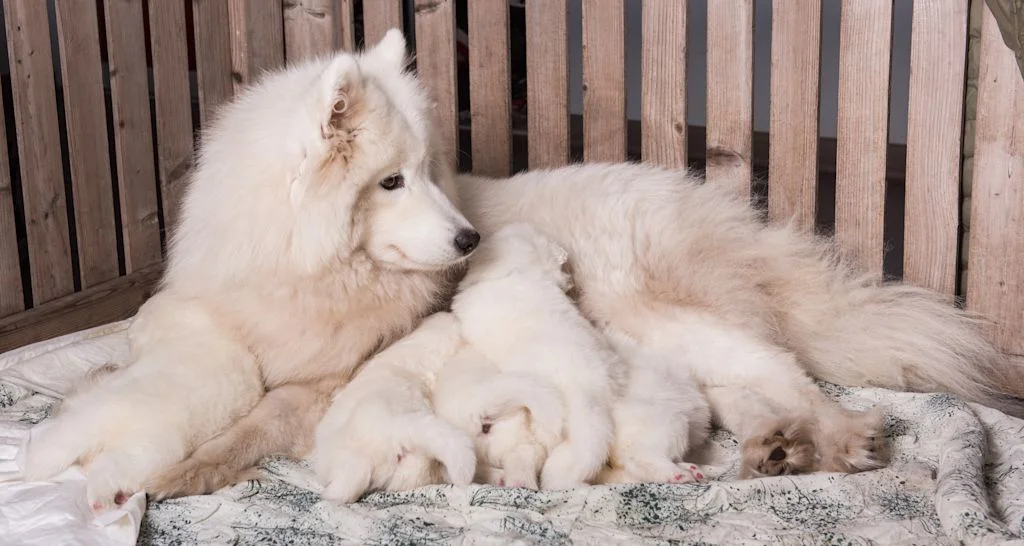 chienne blanche allaite mammite