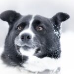 chien d&rsquo;ours de carélie