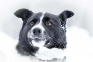 Chien d&rsquo;ours de Carélie