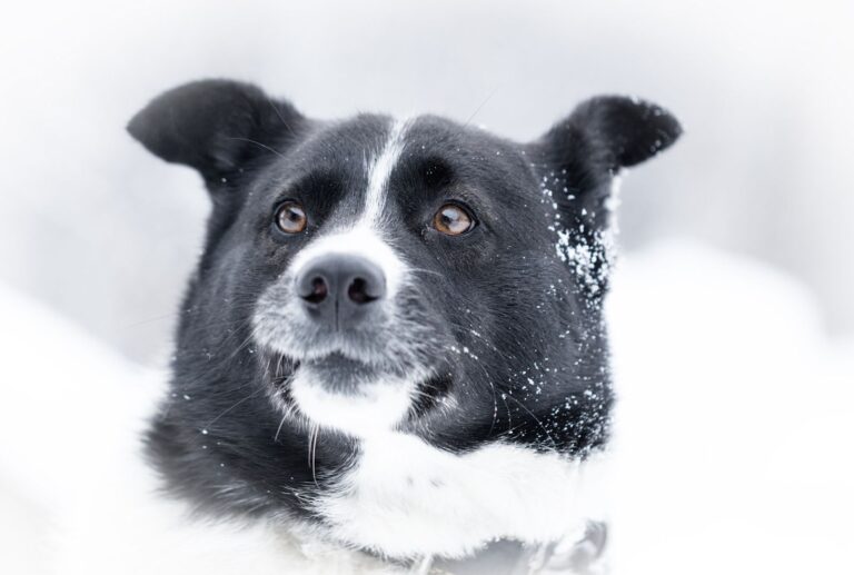 Chien d&rsquo;ours de Carélie