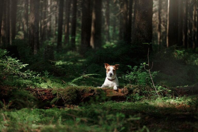 Anaplasmose chez le chien