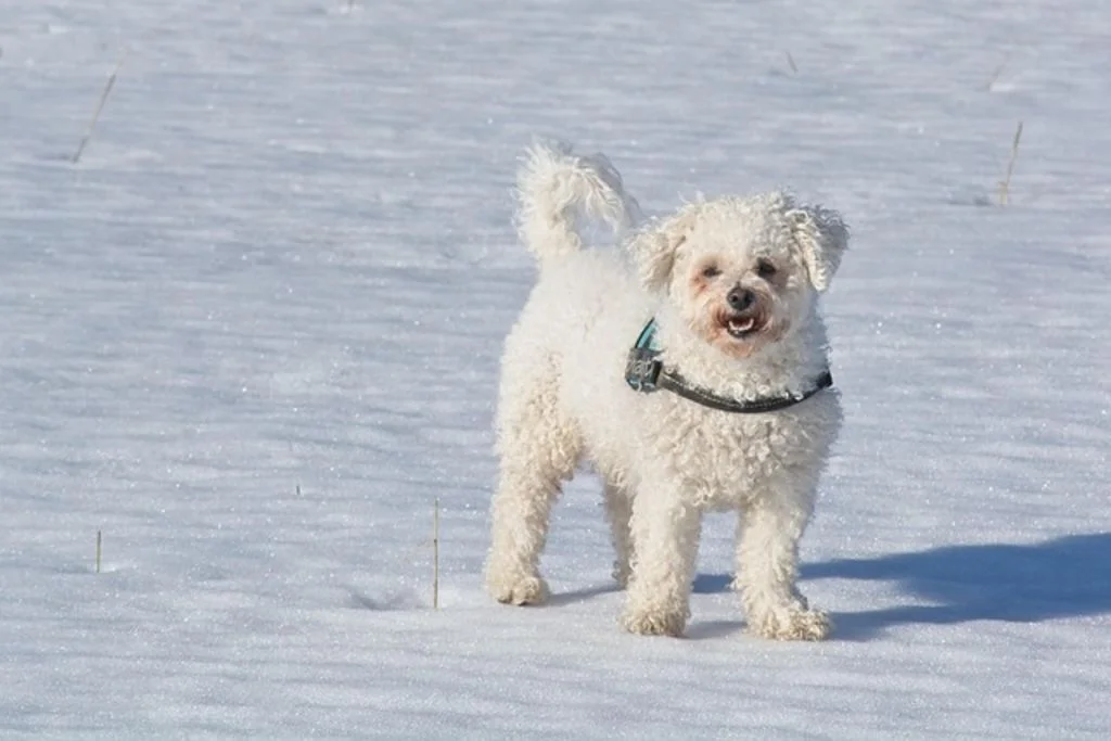 Bichon Bolonais