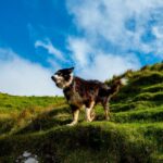 Chien irlandais