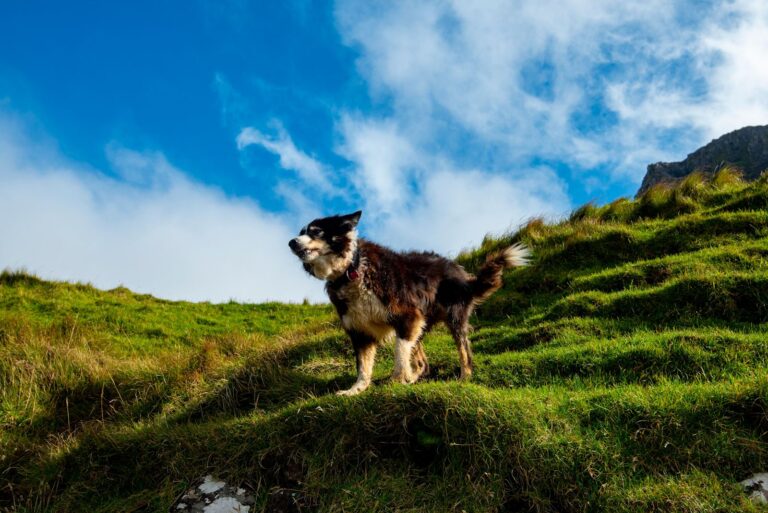 Races de chiens irlandaises 