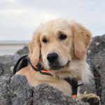 Chien guide d&rsquo;aveugle