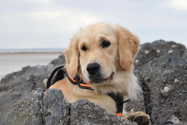 Races de chiens guides d’aveugles 