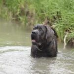 Chien italien