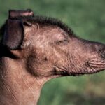 Chien mexicain