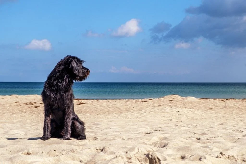 Chien sauveteur mer