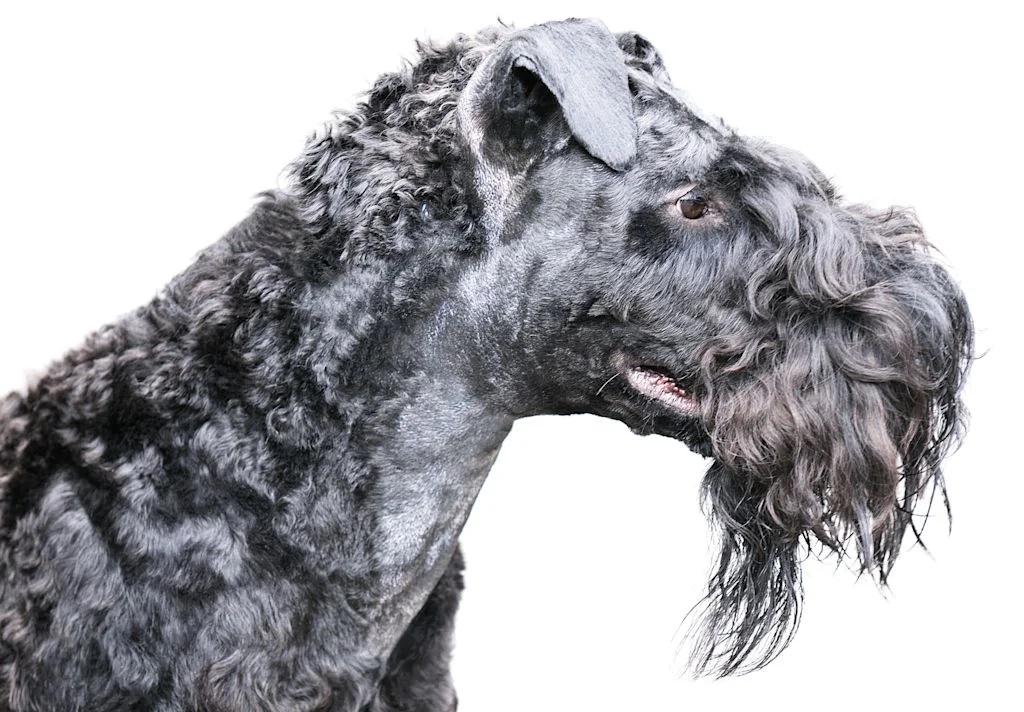 Kerry blue terrier