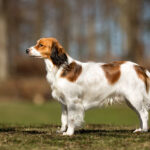 Kooikerhondje herbe