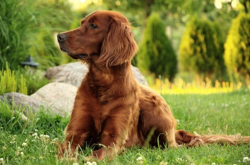 Setter Irlandais