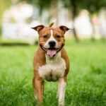 Stattfordshire Bull Terrier