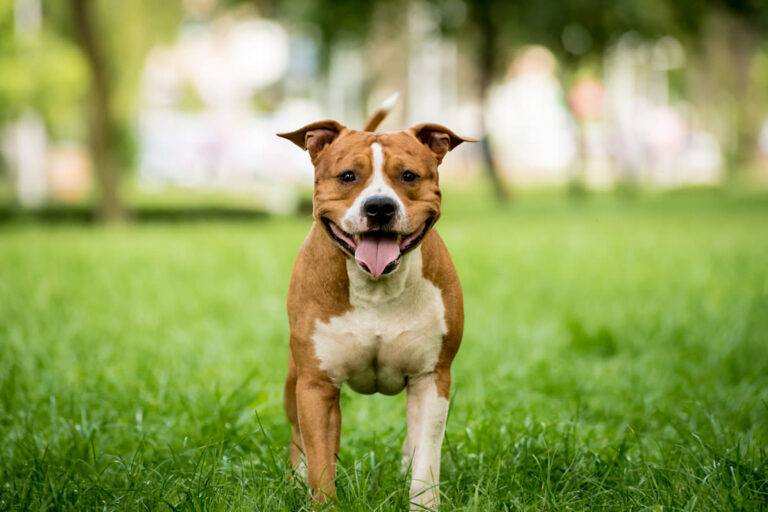 Chiens musclés