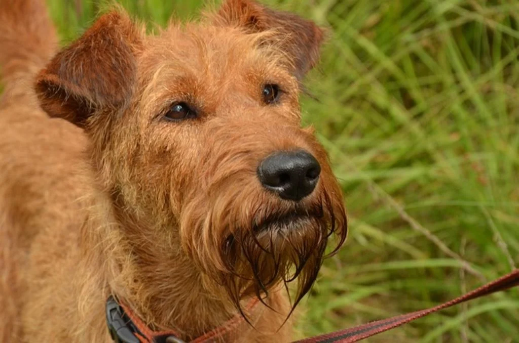 Terrier Irlandais