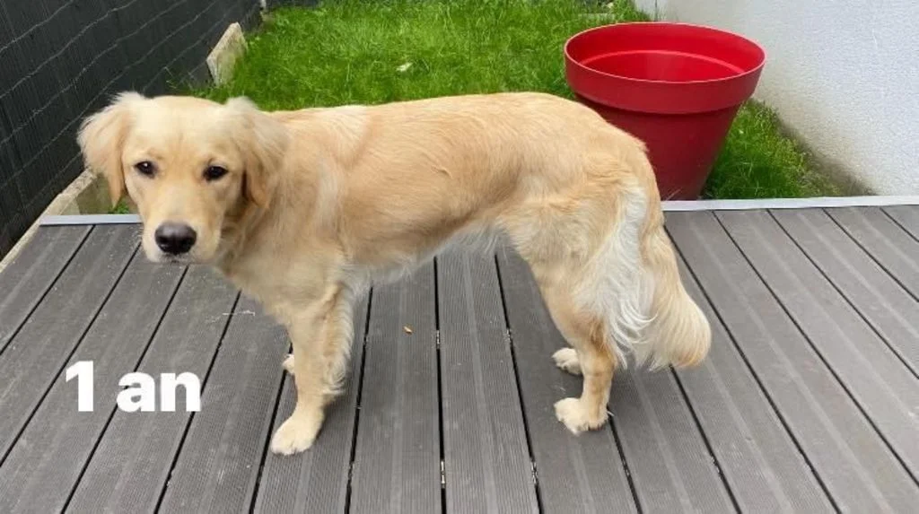Golden Retriever