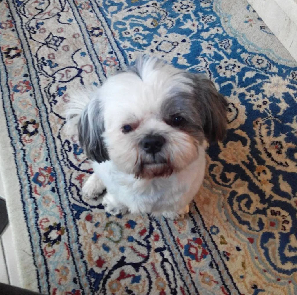 Shi-Tzu