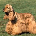 chien americain