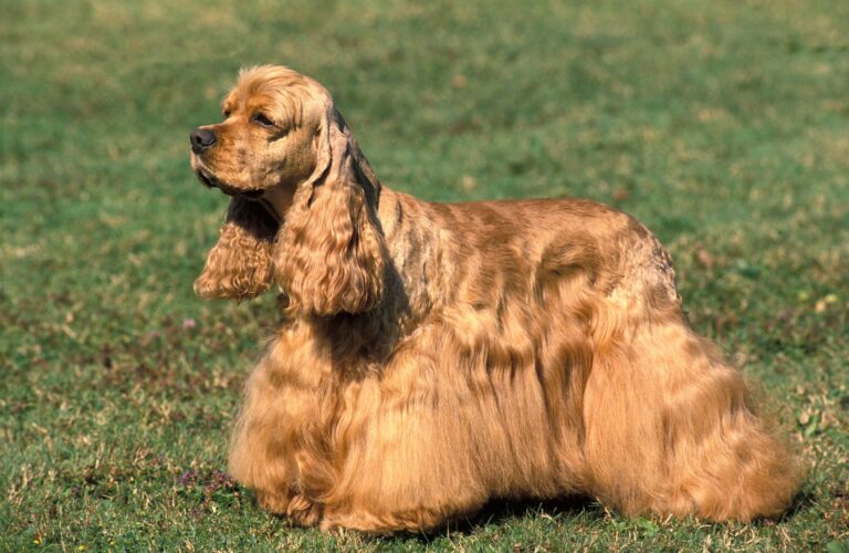 Races de chiens américains