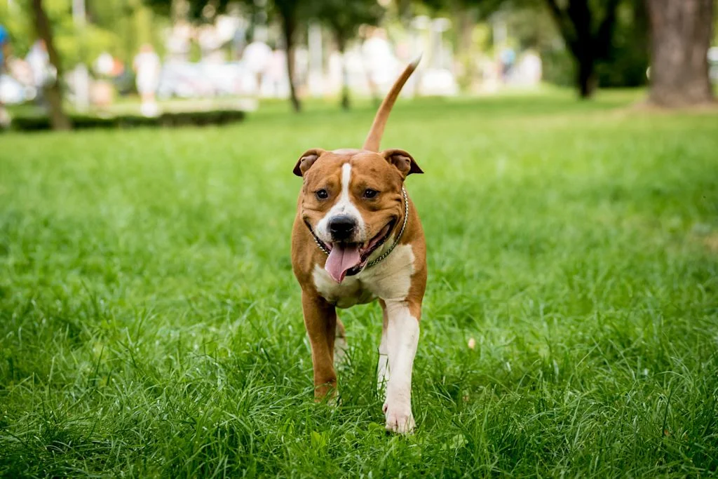 chien americain amstaff
