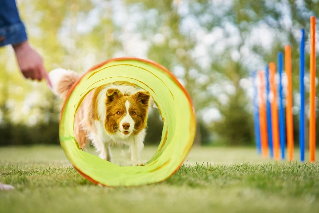 border collie joueur