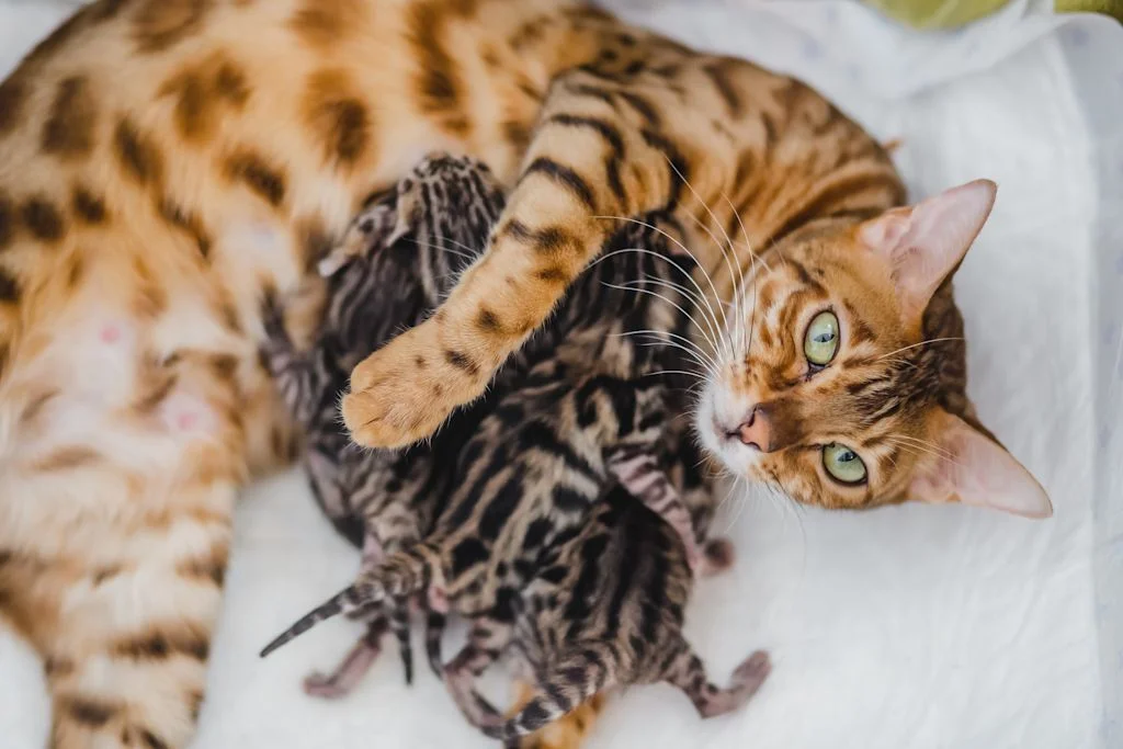 bengal allaite chatons