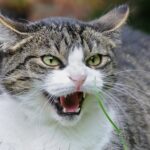Chat agressif