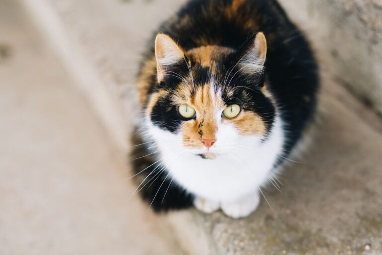 Comment gérer la phase terminale du sida chez le chat ?