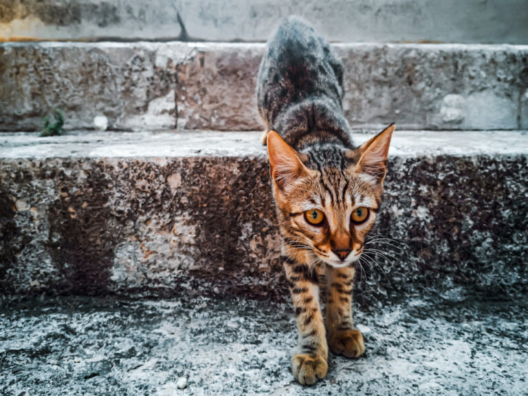 Mon chat maigrit en été : pourquoi et que faire ?