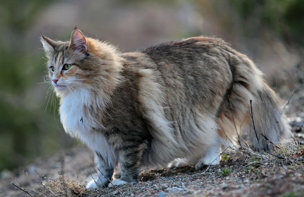 Race de Chat : Norvégien