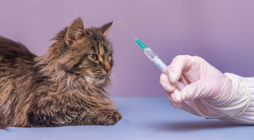 chat prise de sang sida