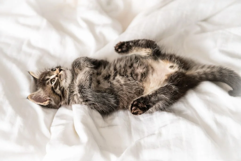 chaton sur le ventre seins