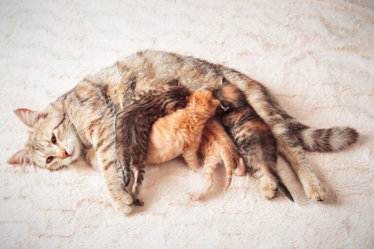 Est-ce que les chats ont des seins ?