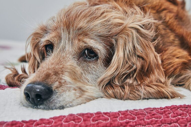 Quelles sont les causes d&rsquo;anémie chez le chien ?