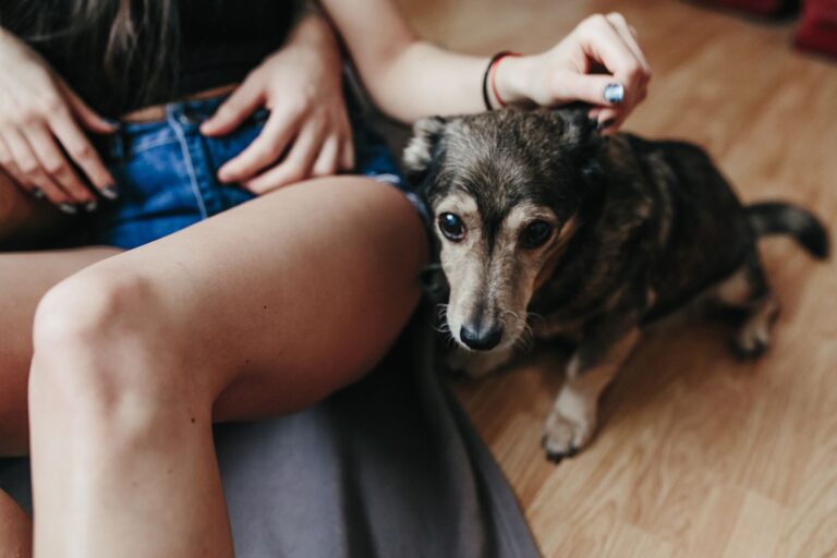 Mon chien a un problème neurologique aux pattes arrières, que faire ?