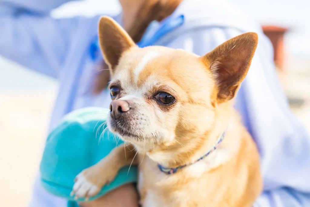 chihuahua veterinaire leucemie