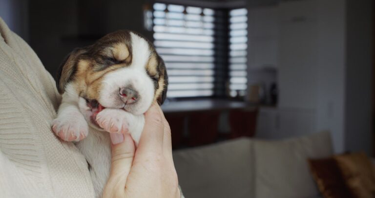 Fente palatine chez le chiot : symptômes, pronostic et traitement