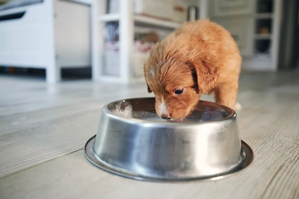 chiot gamelle coccidiose