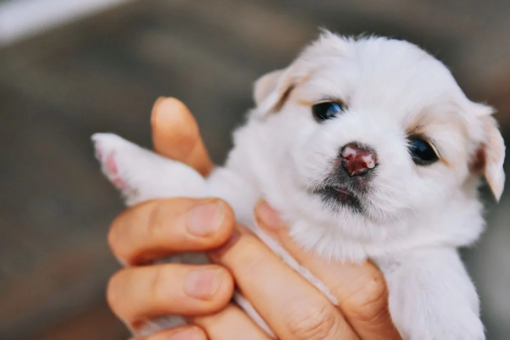 chiot labrador fente palatine