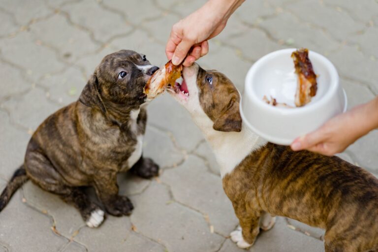 Coccidiose chez le chien : symptômes et traitement
