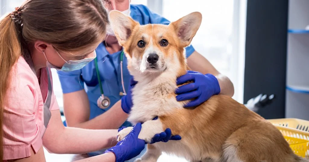 corgi prise de sang leucemie