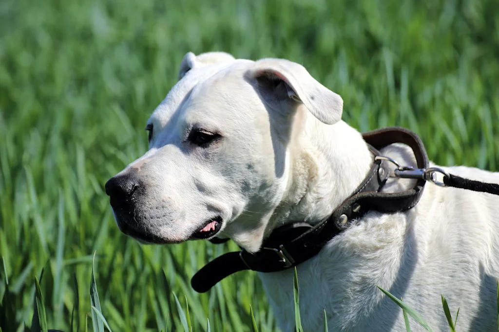Race de chien : Dogue argentin