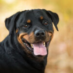 fiche race Rottweiler