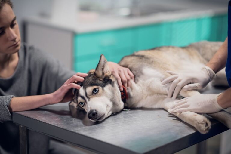 Quel est le pronostic en cas de leucémie chez le chien ?