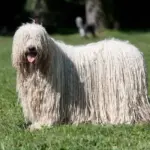 komondor herbe