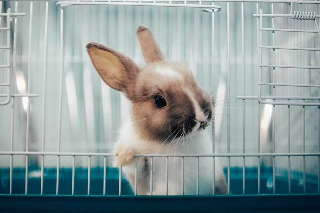 lapin dans sa cage