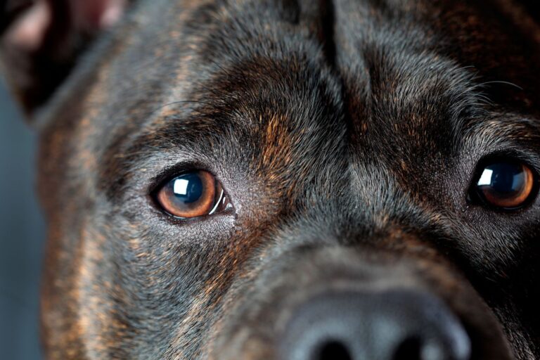 Membrane nictitante chez le chien : questions réponses