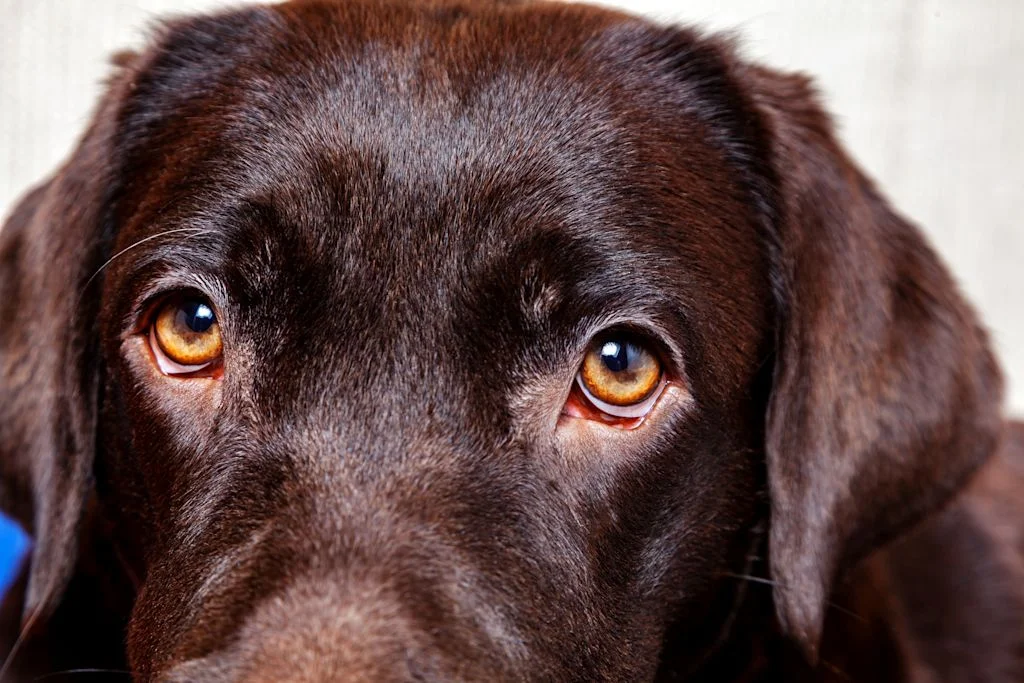 membrane nictitante chien