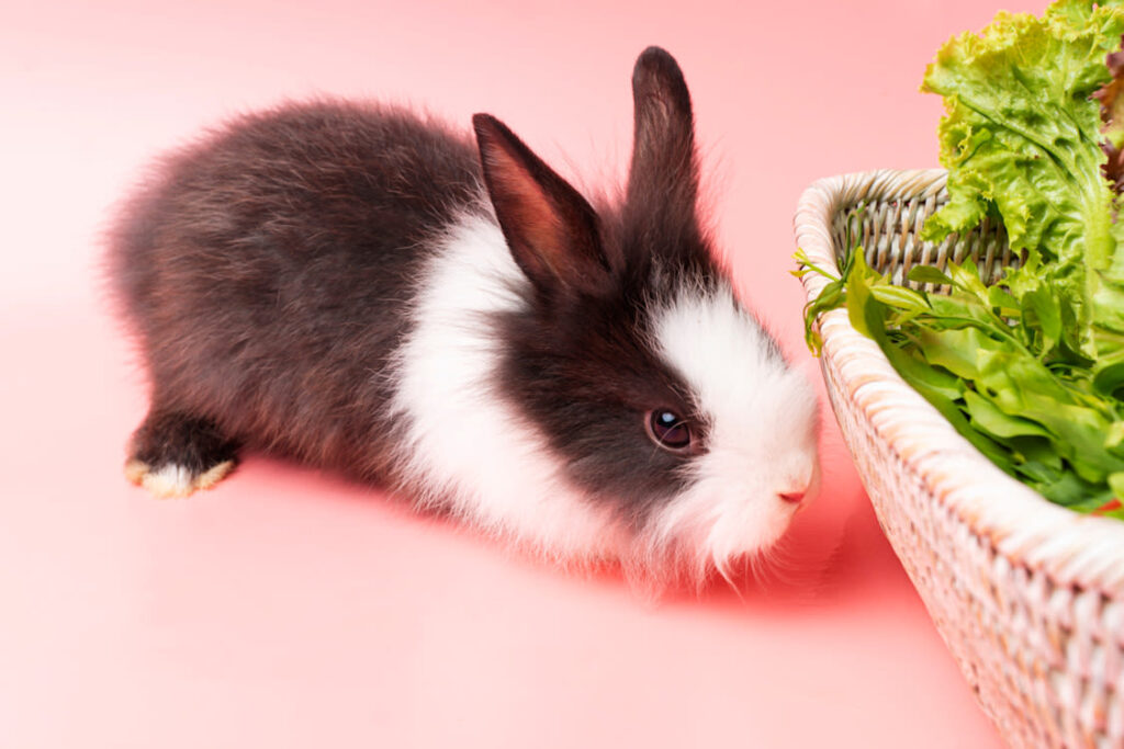 Lapin domestique : comment bien le choisir